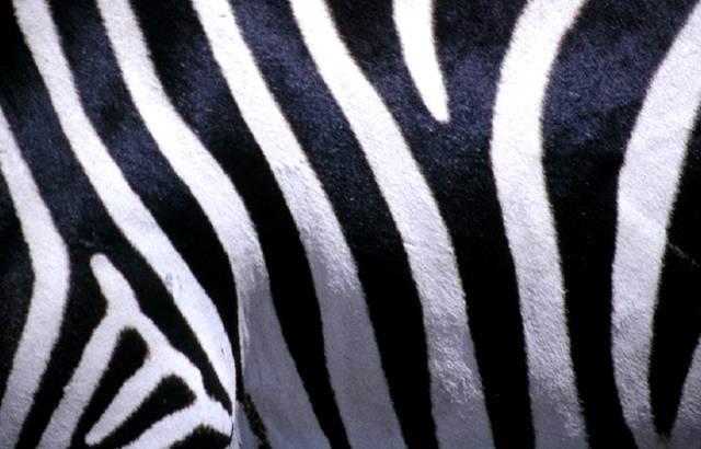 ZebraSoft.com