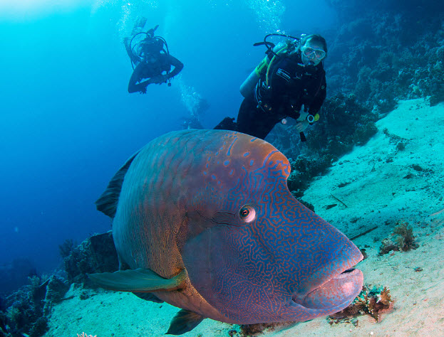 Ras Mohamed National Park Diving
