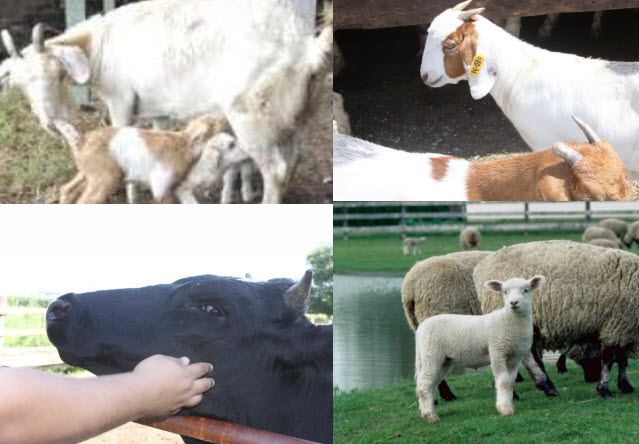 whole Carcass - Your Choice: Goat, Lamb, Nannies and Beef