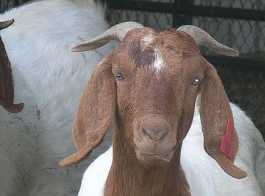 Steaks Goats
