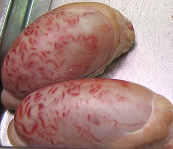 Goat Testicles
