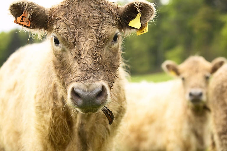 Steaks Beef